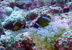Amphiprion tricinctus