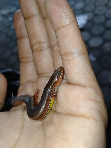 Bowring’s Supple Skink — seen at this dive site
