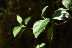 Alnus acuminata