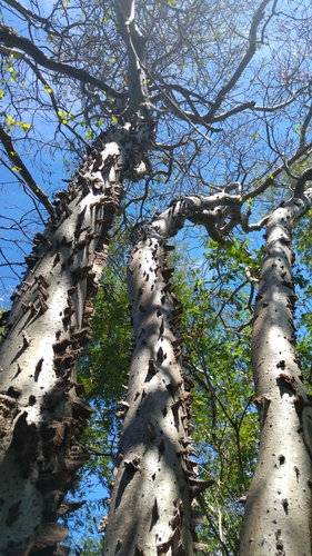 Pochote (Ceiba aesculifolia)