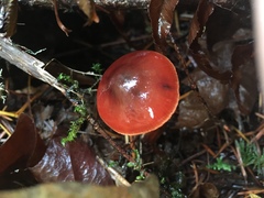 Cortinarius californicus