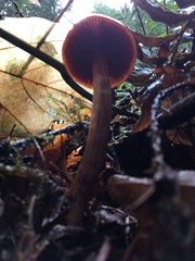 Cortinarius californicus