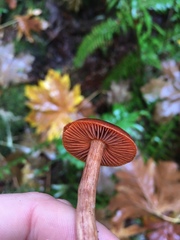 Cortinarius californicus
