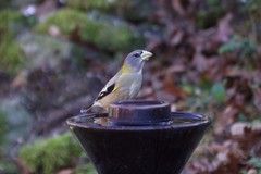 Coccothraustes vespertinus vespertinus