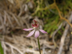 Caladenia minor