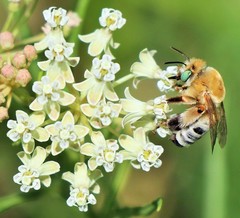 Martinapis luteicornis