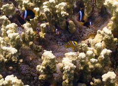 Amphiprion tricinctus