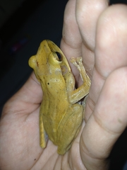 Polypedates leucomystax