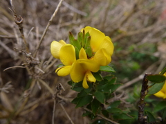 Pultenaea trinervis
