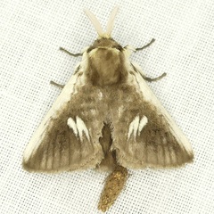 Podalia intermaculata