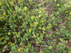 Pultenaea trinervis