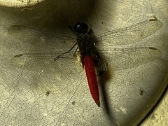 Planiplax phoenicura