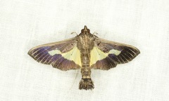 Diaphania praxialis