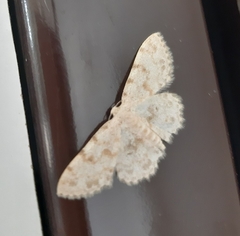 Scopula luridata