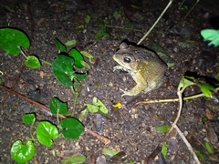 Duttaphrynus melanostictus