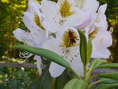 Cadeguala occidentalis