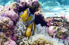 Amphiprion tricinctus