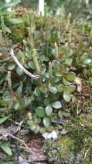 Peperomia catharinae