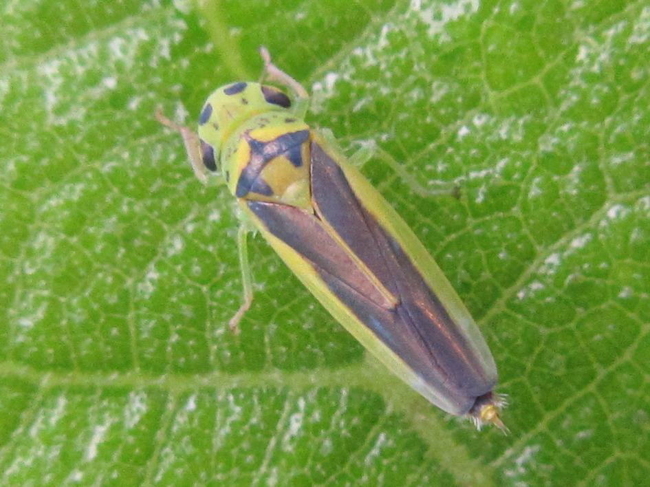 Kolla paulula | Insect Vectors of Plant Disease