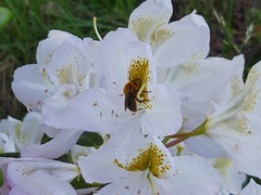 Cadeguala occidentalis