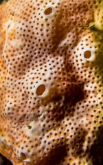 Polysyncraton bilobatum