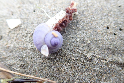 photo of Dwarf Violet Snail (Janthina exigua)