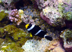 Amphiprion tricinctus