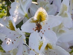 Cadeguala occidentalis