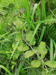 Hyperbaena ilicifolia