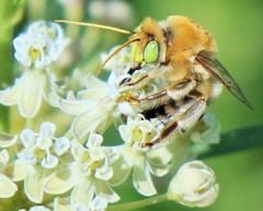 Martinapis luteicornis