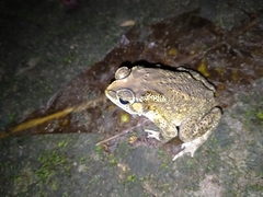 Duttaphrynus melanostictus