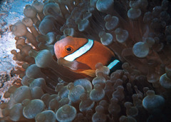 Amphiprion tricinctus