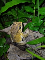 Duttaphrynus melanostictus