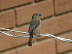 Sporophila nigricollis