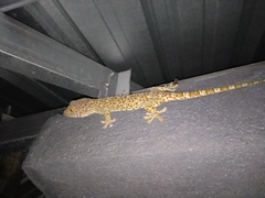 Gekko gecko