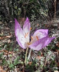Colchicum bivonae