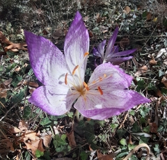 Colchicum bivonae