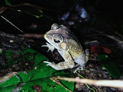 Duttaphrynus melanostictus