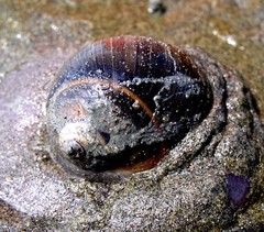 Natica unifasciata