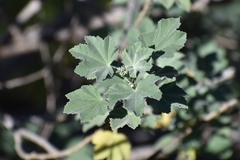 Malva subovata bicolor