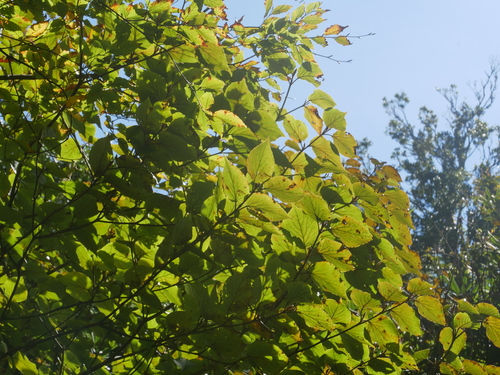 Image of Viburnum furcatum by (c) Jacy Chen, some rights reserved (CC BY)