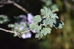 Malva subovata bicolor