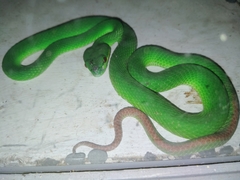 Trimeresurus insularis