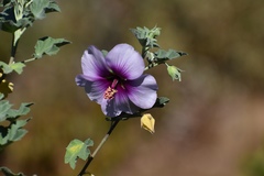 Malva subovata bicolor
