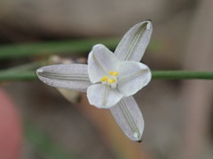 Caesia parviflora parviflora