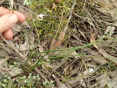 Caesia parviflora parviflora