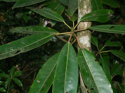 Image of Daphniphyllum himalense by (c) Jacy Chen, some rights reserved (CC BY)