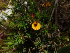 Pultenaea hispidula