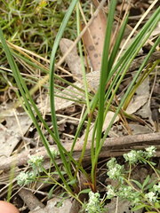 Caesia parviflora parviflora