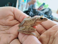 Polypedates leucomystax